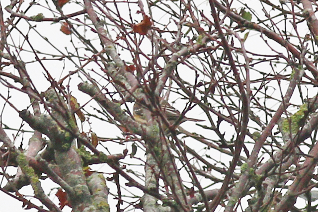 13 oktober 2019, Mirtezanger, Schiermonnikoog_04