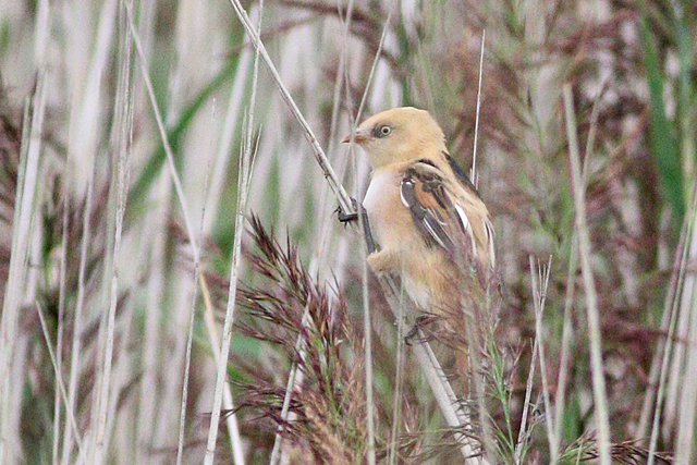 19 augustus 2023, Baardman, Ternaard