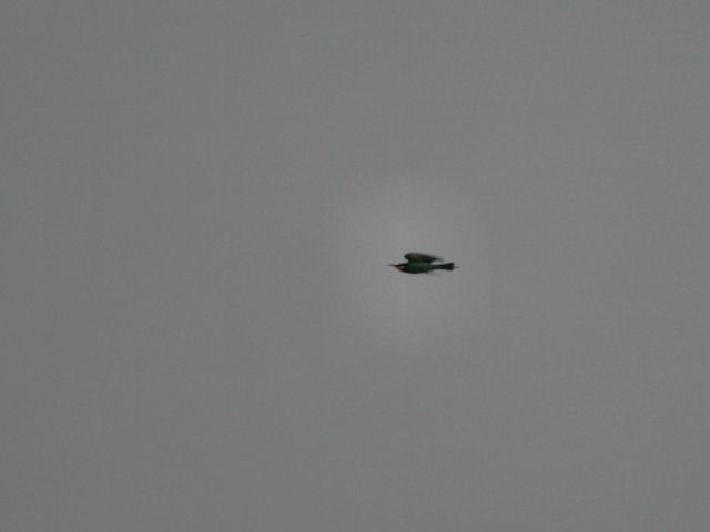 8 juli 2007, Bijeneter, vlucht2_Leggelderveld