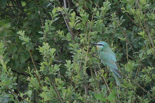 20230805 Groene Bijeneter 01 Fochteloerveen
