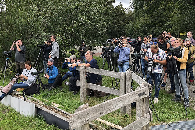 20230805 Twitchers Groene Bijeneter Fochteloerveen Benno van den Hoek