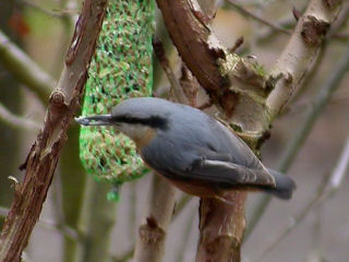 12 februari 2006, boomklever, Overloon