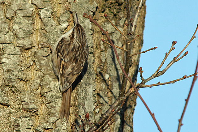 2 januari 2009, Boomkruiper, Fochteloerveen