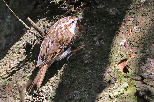 5 maart 2016, Kortsnavelboomkruiper, Dwingelderveld_02