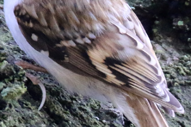 5 maart 2016, Kortsnavelboomkruiper, Dwingelderveld_03_detail