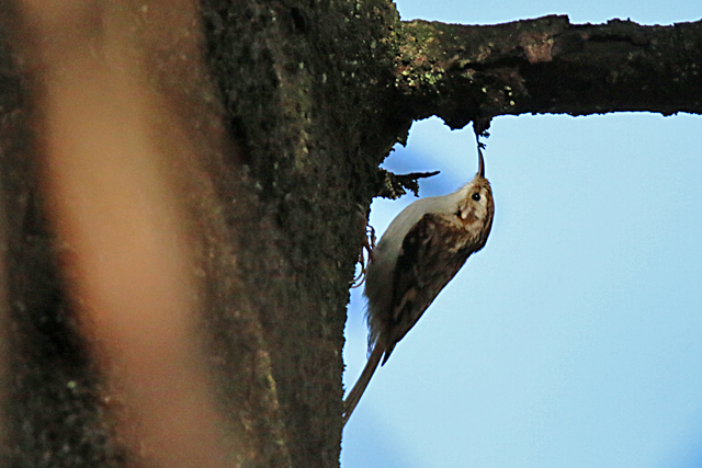 5 maart 2016, Kortsnavelboomkruiper, Dwingelderveld_04