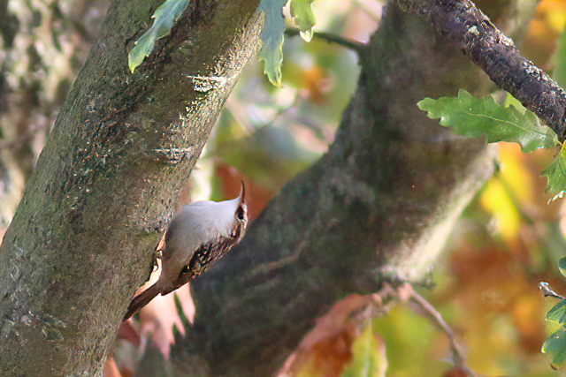 6 november 2020, Taigaboomkruiper, Lauwersmeer_01