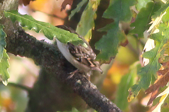6 november 2020, Taigaboomkruiper, Lauwersmeer_02
