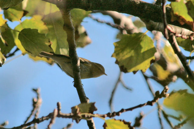 14 oktober 2007, Bladkoninkje2, Texel