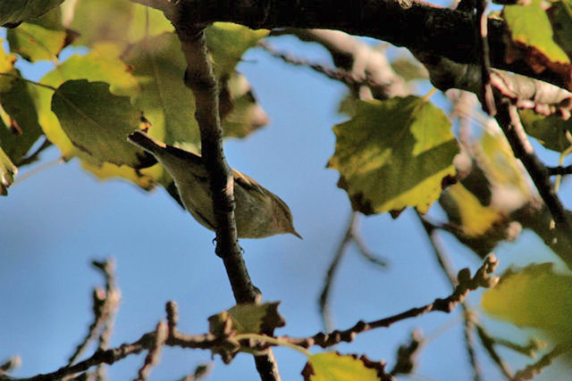 14 oktober 2007, Bladkoninkje, Texel