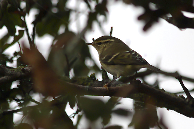 3 oktober 2014, Bladkoning, Eemshaven
