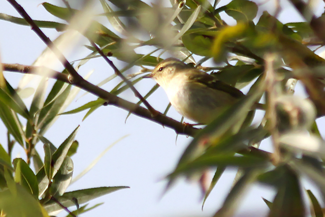 3 oktober 2014, Bladkoning, Eemshaven_2