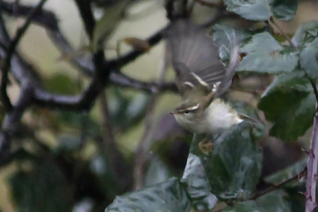 15 oktober 2014, Bladkoning, Texel