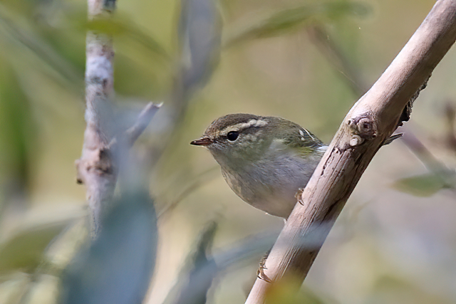 13 oktober 2017, Bladkoninkje, Texel