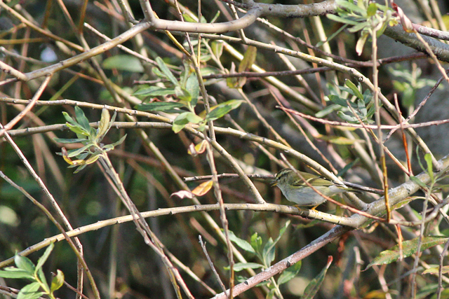 5 oktober 2019, Bladkoning, Texel