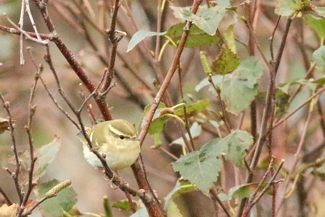 11 oktober 2020, Bladkoning, Texel