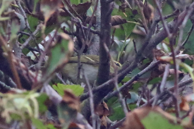 8 oktober 2021, Bladkoning, Texel