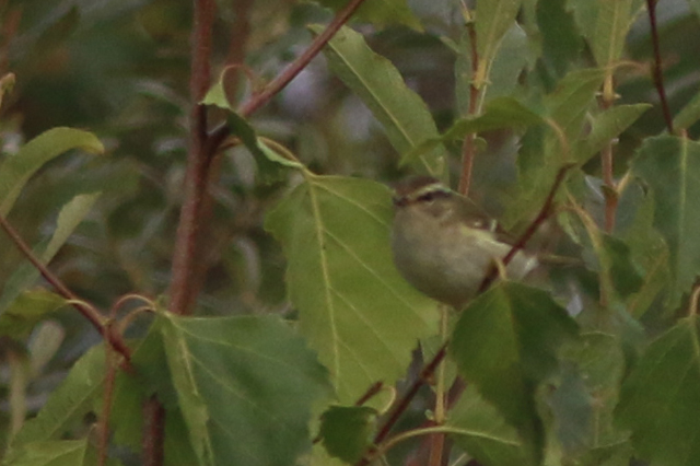 23 september 2022, Bladkoning, 1_Lauwersmeer
