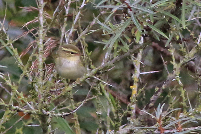 23 september 2022, Bladkoning, 2_Lauwersmeer