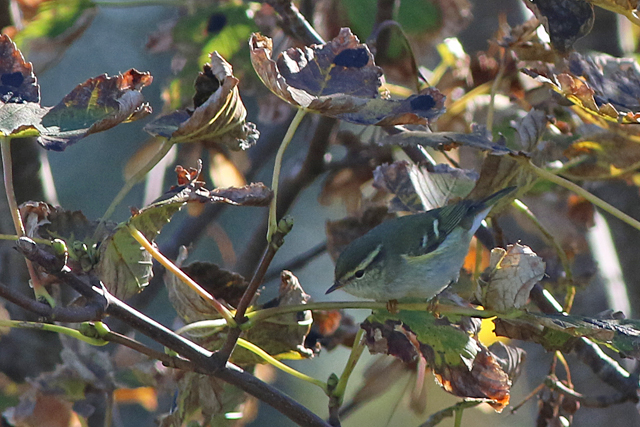30 september 2022, Bladkoning, 01_Lauwersoog