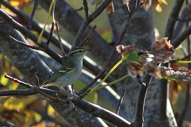 30 september 2022, Bladkoning, 02_Lauwersoog