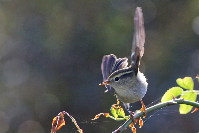 7 oktober 2022, Bladkoning, Lauwersmeer-Kustweg