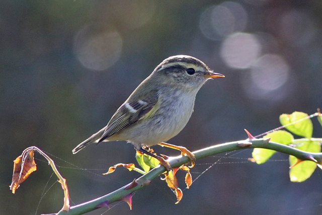 7 oktober 2022, Bladkoning, Lauwersmeer-Kustweg_02