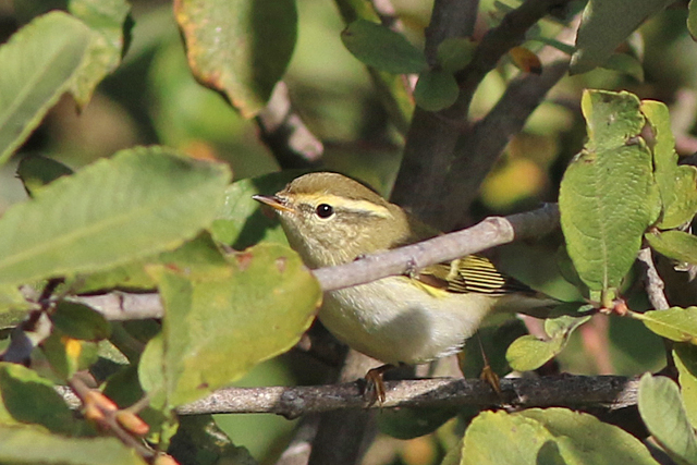 7 oktober 2022, Bladkoning, Lauwersoog