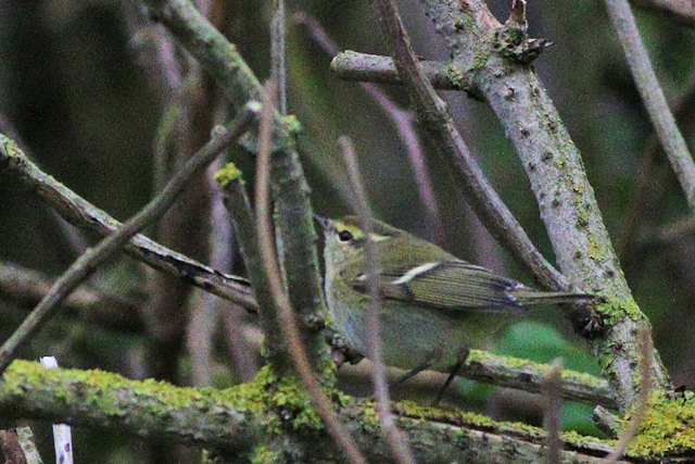 8 oktober 2023, Bladkoning, Texel