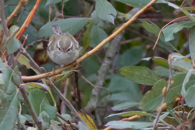 16 oktober 2025, Bladkoning, 02_Robbenjager-Texel