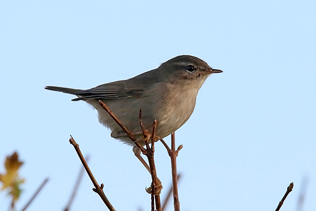 8 november 2015, Bruine-Boszanger, Stavoren_3