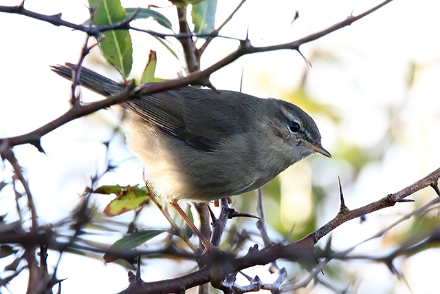 8 november 2015, Bruine-Boszanger, Stavoren_4