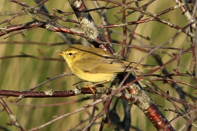 18 juli 2013, Fitis, Fochteloërveen