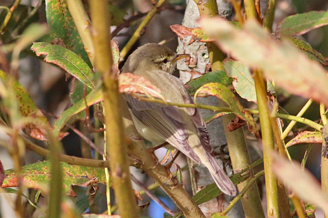 12 oktober 2018, Fitis, Texel