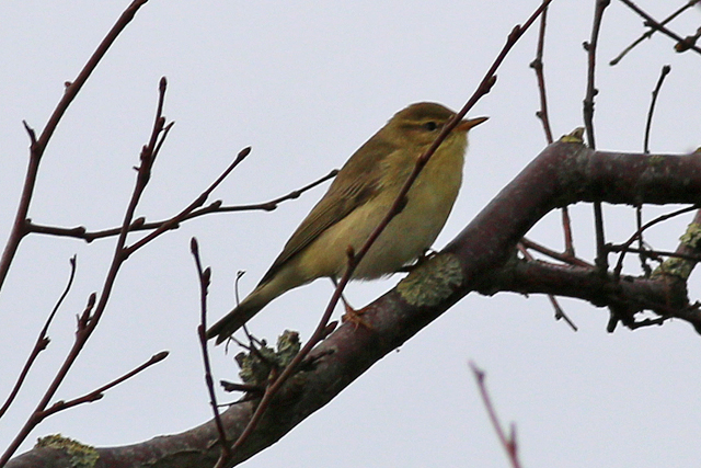 14 oktober 2020, Fitis, Loodsmansduin-Texel