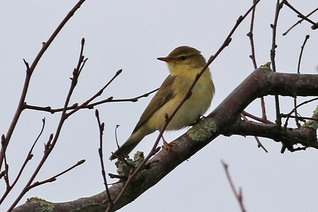 14 oktober 2020, Fitis, Loodsmansduin-Texel_02