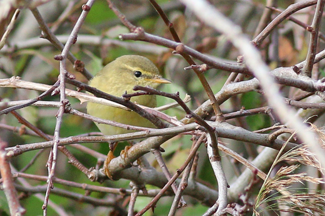14 oktober 2020, Fitis, Loodsmansduin-Texel_03