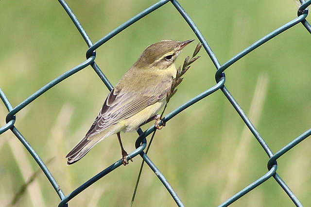 10 augustus 2024, Fitis, Lauwersmeer-Kustweg