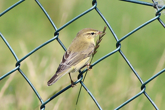 10 augustus 2024, Fitis, Lauwersmeer-Kustweg_02