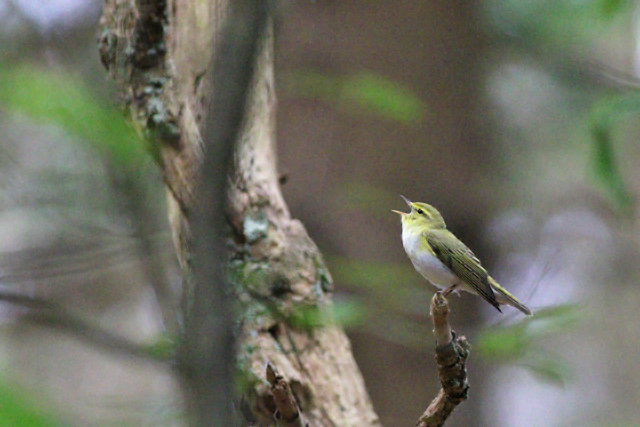 18 mei 2024, Fluiter, Drents-Friese Wold - Berkenheuvel