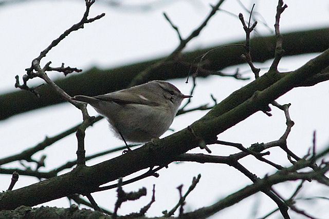 24 december 2012, Humes bladkoning, Groningen_01