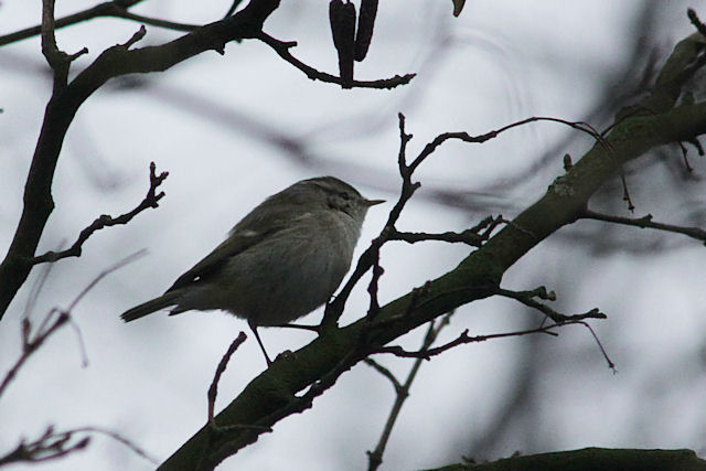 24 december 2012, Humes bladkoning, Groningen_02
