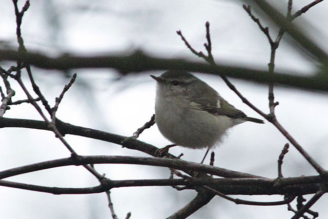 24 december 2012, Humes bladkoning, Groningen_03