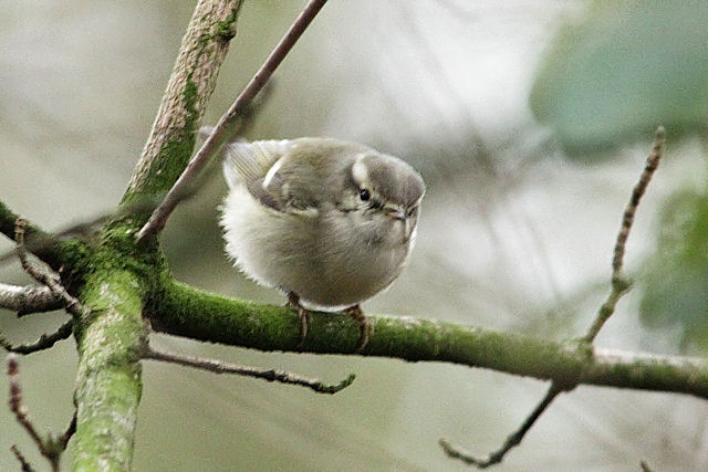 24 december 2012, Humes bladkoning, Groningen_04