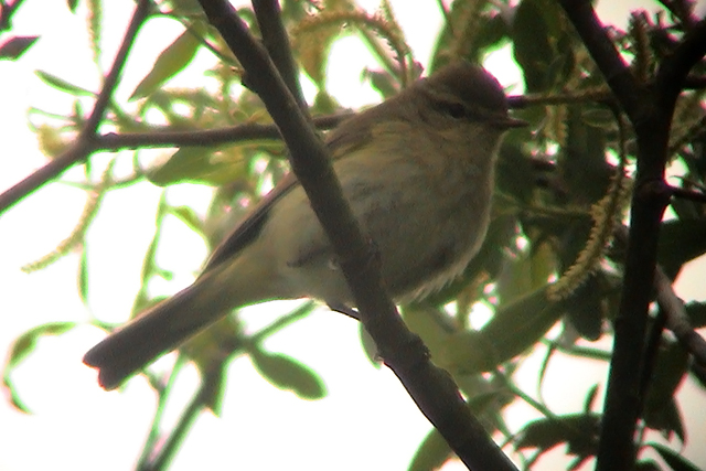 2 mei 2004, Iberische-Tjiftjaf, Groningen