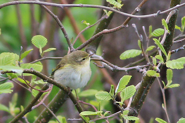 7 mei 2021, Iberische Tjiftjaf, Texel