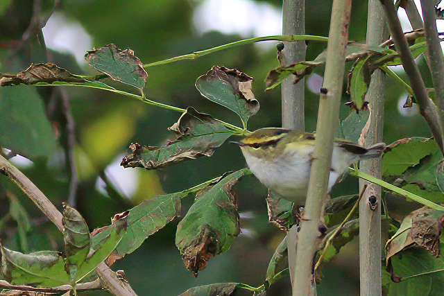 13 oktober 2020, Pallas Boszanger, Tamarisk-Texel