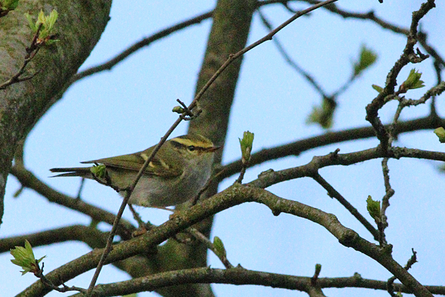 1 maart 2024, Pallas Boszanger, 02_Zwolle
