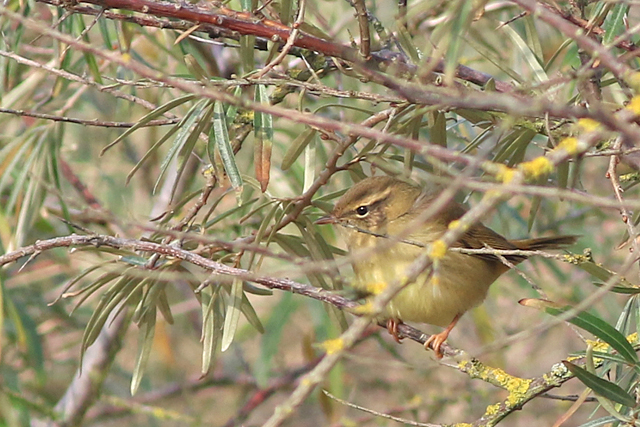12 november 2021, Raddes Boszanger, Hondsbosche Zeewering_01