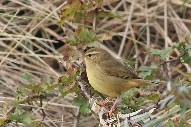 12 november 2021, Raddes Boszanger, Hondsbosche Zeewering_03